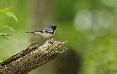 Black-throated Blue Warbler