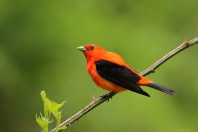 Scarlet Tanager
