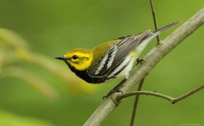Black-throated Green Warbler