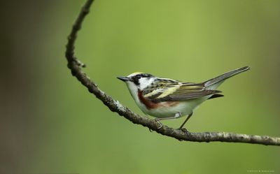 Chestnut-sided Warbler
