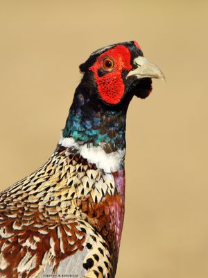 Ring-necked Pheasant