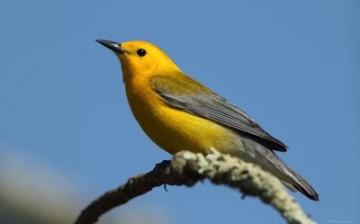 Prothonotary Warbler