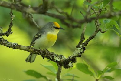 Brewsters Warbler
