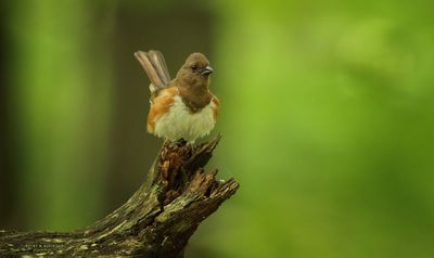 Female Eastern Towhee