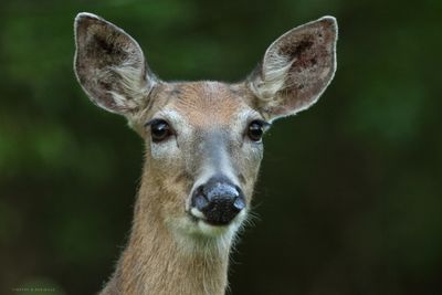 Whitetail Deer