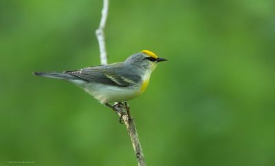 Brewster's Warbler