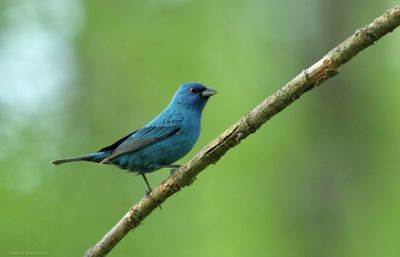 Indigo Bunting