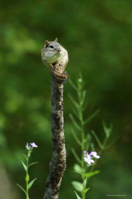 Chipmunk