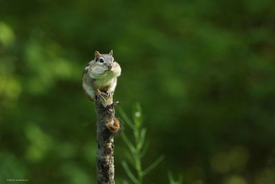 Chipmunk