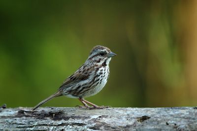 Song Sparrow