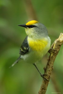 Brewster's Warbler