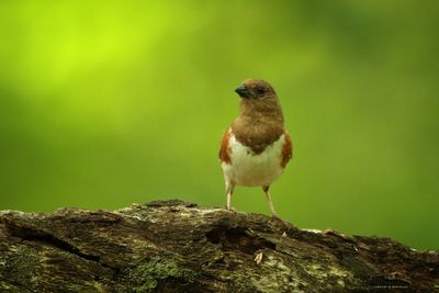 Female Eastern Towhee