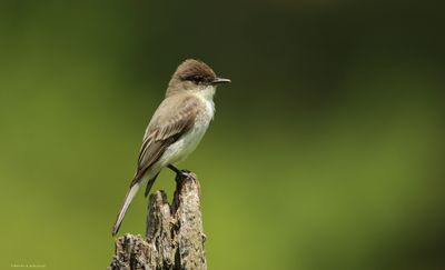 Eastern Phoebe