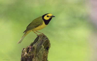 Hooded Warbler