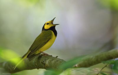 Hooded Warbler