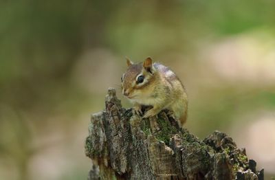Chipmunk