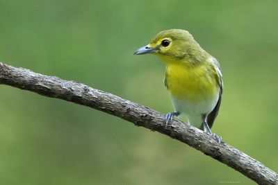 Yellow-throated Vireo