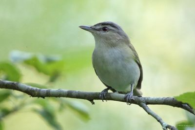 Red-eyed Vireo