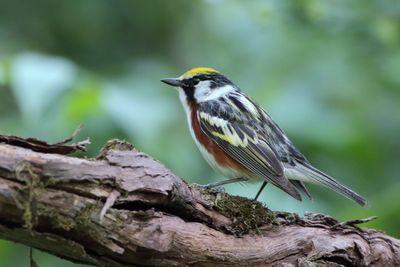 Chestnut-sided Warbler