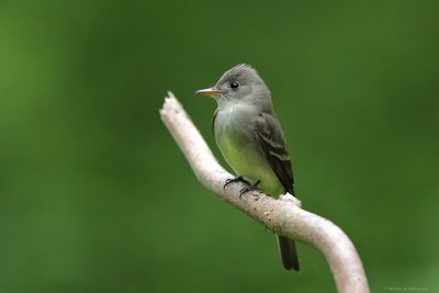 Eastern Wood-Peewee