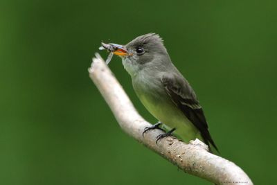 Eastern Wood-Peewee with Supper