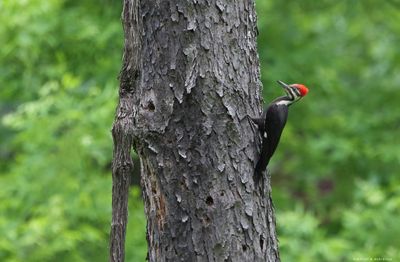 Pileated Woodpecker