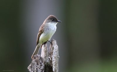 Eastern Phoebe