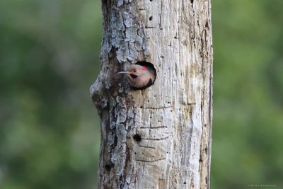 Northern Flicker
