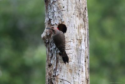 Northern Flicker