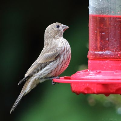 Female House Finch