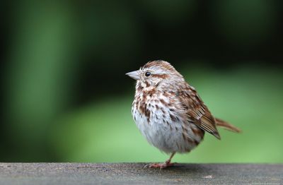 Song Sparrow