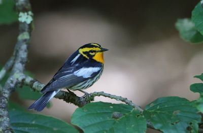Blackburnian Warbler