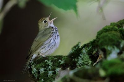 Ovenbird