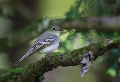 Acadian Flycatcher
