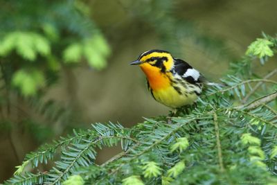 Blackburnian Warbler