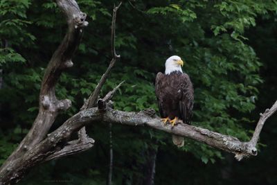 Bald eagle