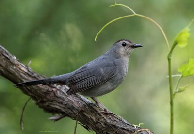 Gray Catbird