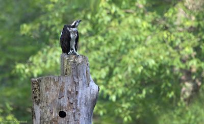 Osprey