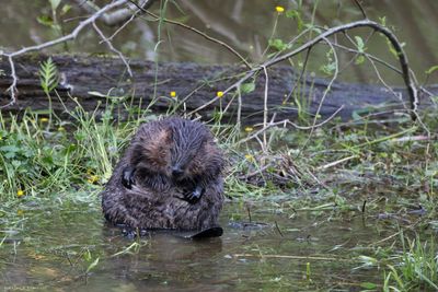 Beaver