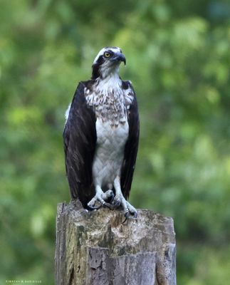 Osprey