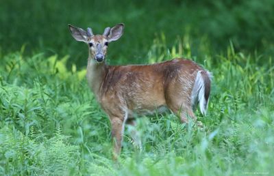 Whitetail Buck