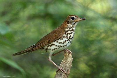 Wood Thrush