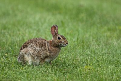 Rabbit