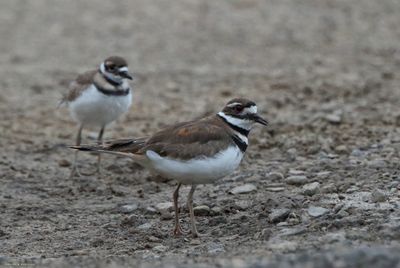 Killdeer