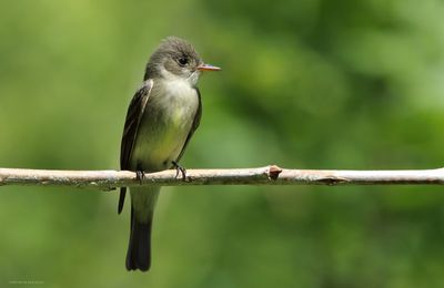 Eastern Wood-Peewee