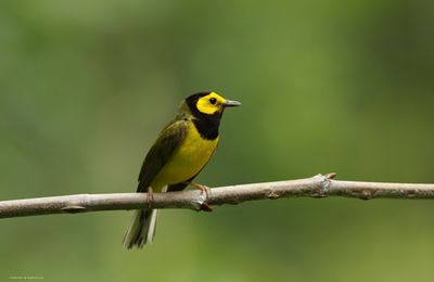 Hooded Warbler
