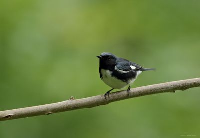 Black-throated Blue Warbler