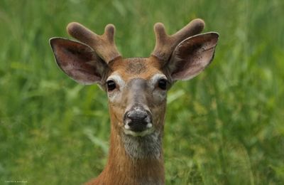 Whitetail Buck