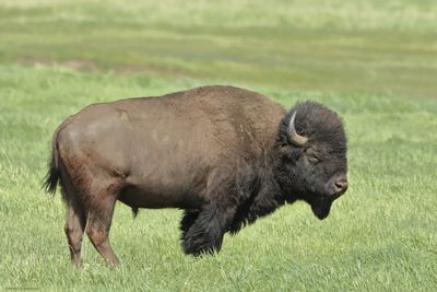 Bison