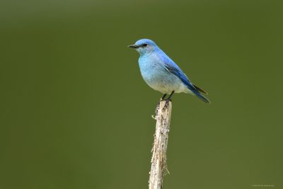 Mountain Bluebird